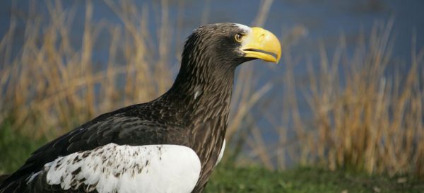 Steller’s Sea Eagle (Haliaeetus pelagicus).
