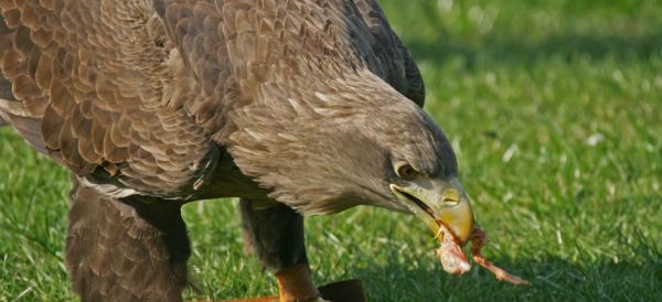 White-tailed Eagle (Haliaeetus albicilla).
