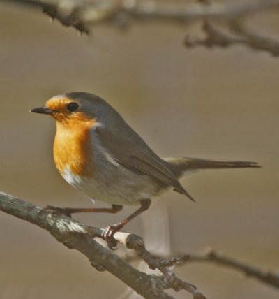 European Robin (Erithacus rubecula).