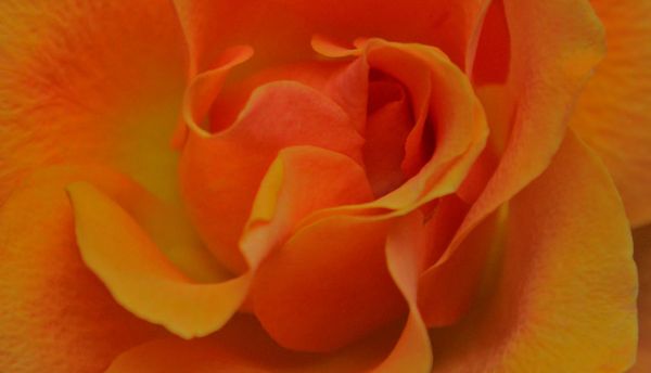 Rose (Unknown species)