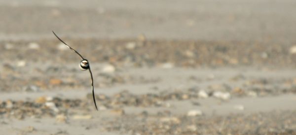Ringed Plovers and Skylarks.