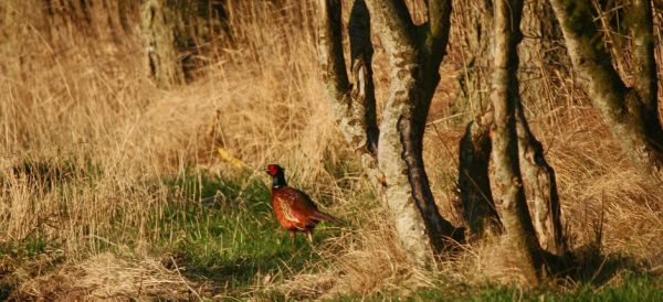 Pheasant (Phasianus colchicus).