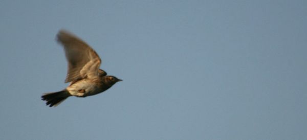 Skylarks.