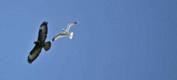 Buzzard being hassled.