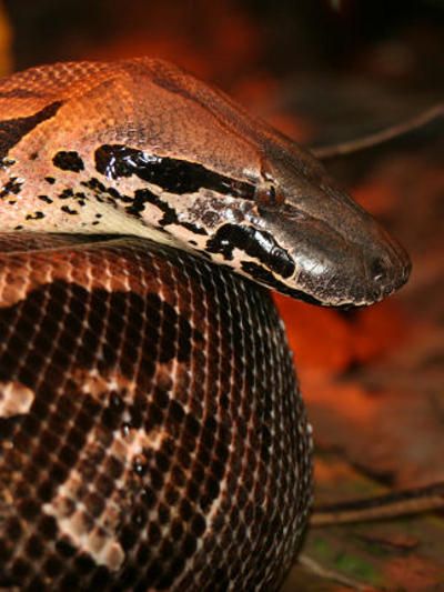 Python (Pythonidae reticulatus).