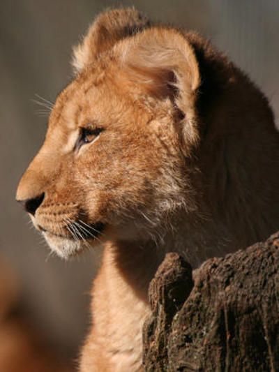 Lion Cub (Panthera leo).