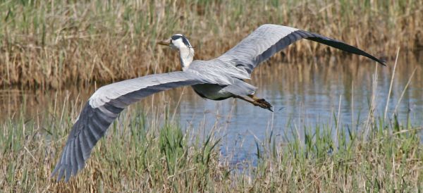 Heron (Ardea cinerea)