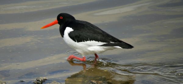 Common Pied Oystercatcher (Haematopus ostralegus).
