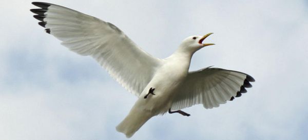 Black-legged Kittywake (Rissa tridactyla).