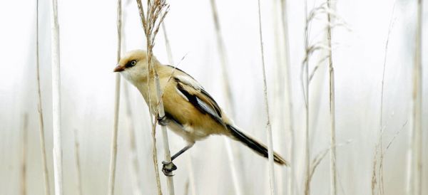 Bearded Titmouse (Panurus biarmicus).