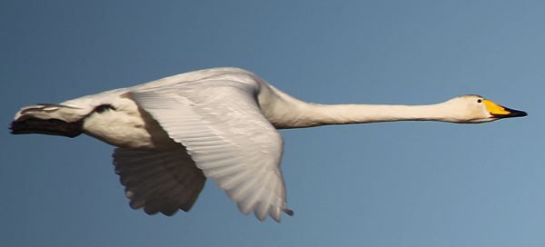 Canon EOS 1D Mark IV and birds in flight.