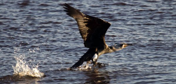 Cormorant (Phalacrocorax carbo).