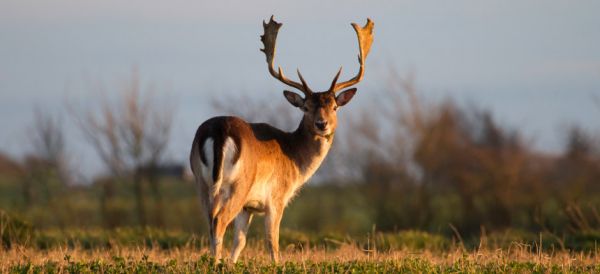 Fallow Deer (Dama dama).
