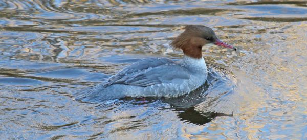 Vejlerne 2012-04-01.