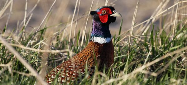 Pheasant (Phasianus colchicus).