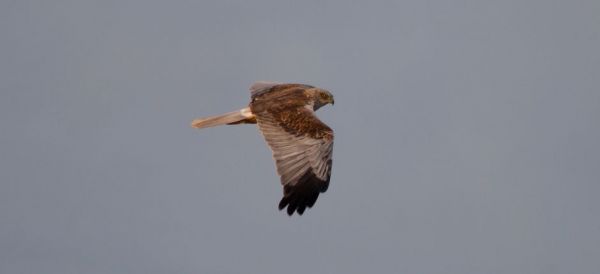 Teals and Marsh Harrier.