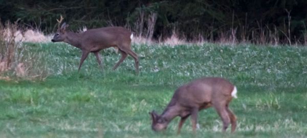Roe Deer (Capreolus capreolus).
