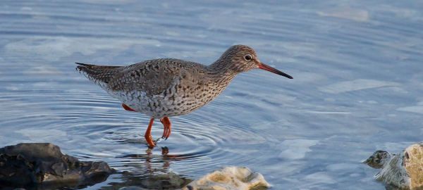Redshank (Tringa totanus).