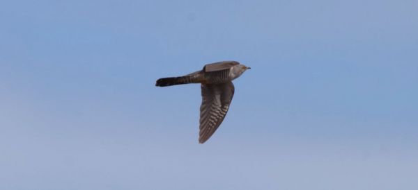 Cuckoo (Cuculus canorus).