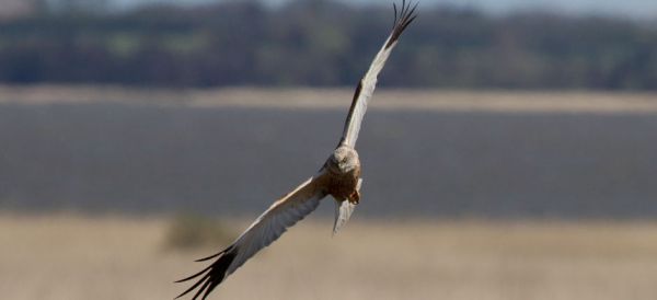 West Marsh Harrier (Circus aeruginosus).