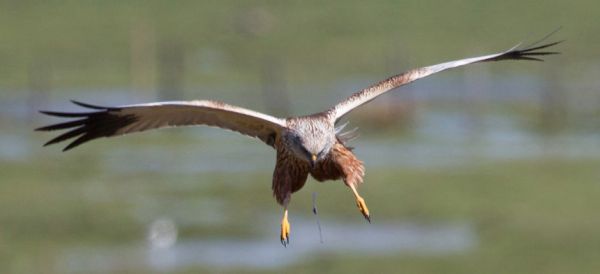 Marsh Harrier (Circus aeruginosus).