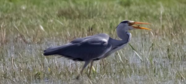 Grey Heron (Ardea cinerea).
