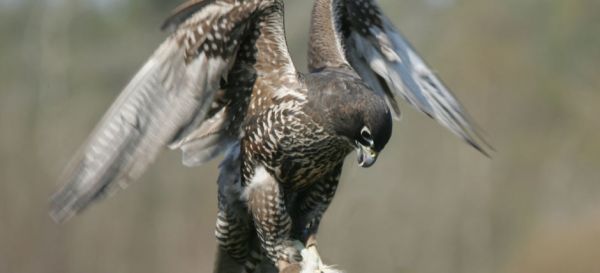 Peregrine Falcon (Falco peregrinus).