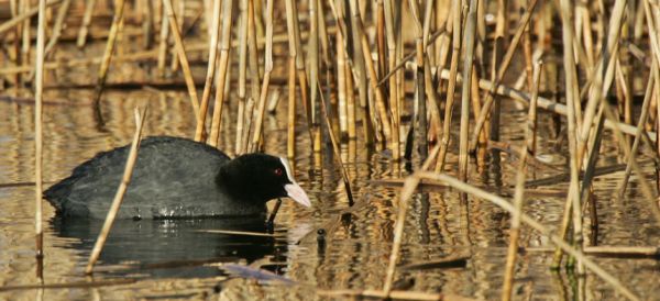 Coot (Fulica atra) in the reeds.