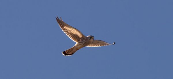 Kestrel (Falco tinnunculus).