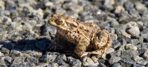 Common Toad (Bufo bufo).