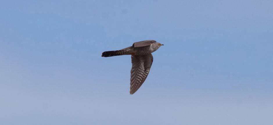 Cuckoo (Cuculus canorus).