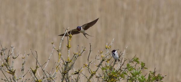Swallow (Hirundo rustica) and Reed bunting (Emberiza schoeniclus).