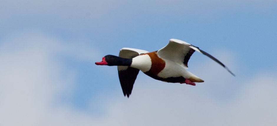 Sheld-duck (Tadorna tadorna).