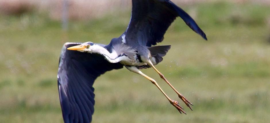 Grey Heron (Ardea cinerea).