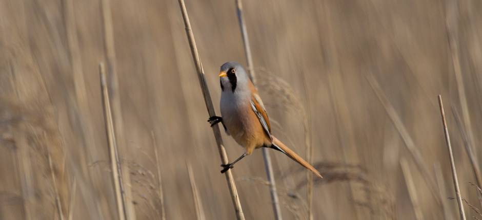 Bearded Titmouse (Panurus biarmicus).