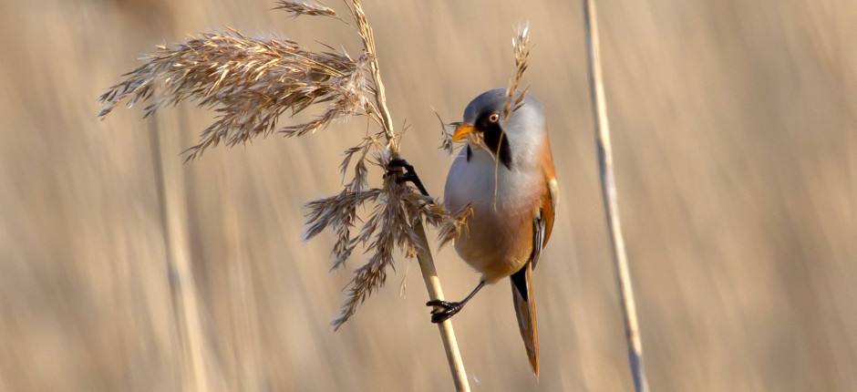 Bearded Titmouse (Panurus biarmicus).