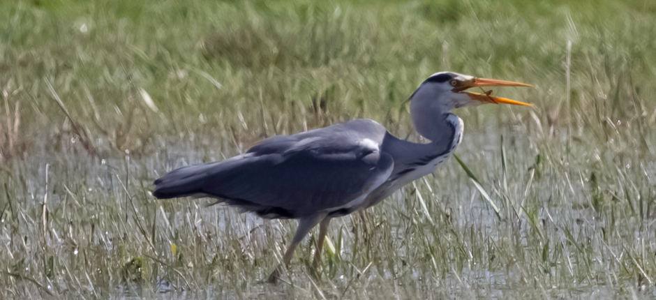 Grey Heron (Ardea cinerea).