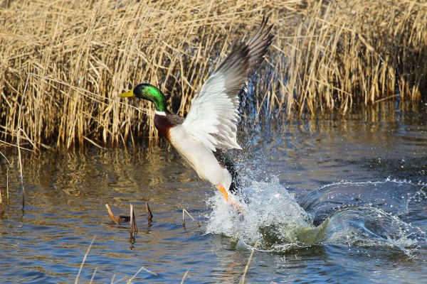 Mallard (Anas platyrhynchos).